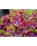 Hydrangea macrophylla Saxon® Schloss Wackerbarth купити
